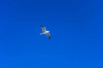 青空を自由に飛ぶ白いカモメ