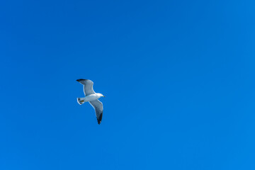青空を自由に飛ぶ白いカモメ