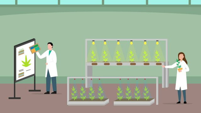 Two scientists analyze cannabis plant in laboratory