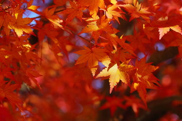 かえでの黄葉のクローズアップ