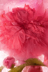 Peony flower soaked in water. Peony flower in ice in magenta color. Color of the year theme. 
Selective focus