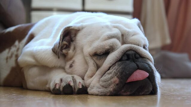 Funny english bulldog sleeps on the floor at home stuck out his tongue. The concept of pets and home comfort. 4k.