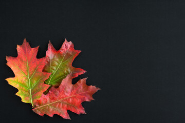 Celebrate fall, Red Oak Leaves on a black background, as a nature background
