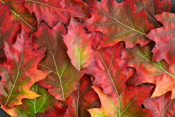 Fototapeta na wymiar Celebrate fall, collection of Red Oak leaves as a nature background 