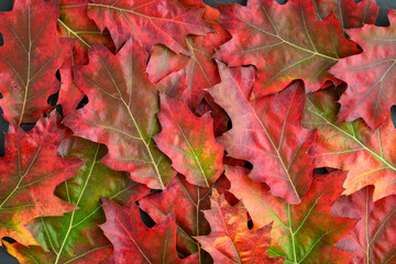 Naklejka na ściany i meble Celebrate fall, collection of Red Oak leaves as a nature background 