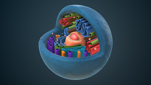 Internal structure of an animal cell