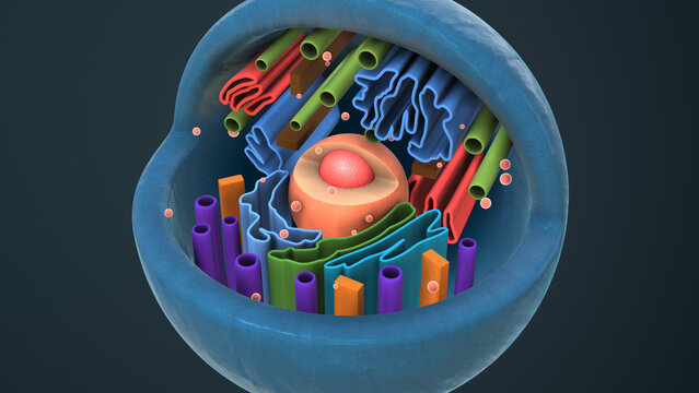 Internal structure of an animal cell