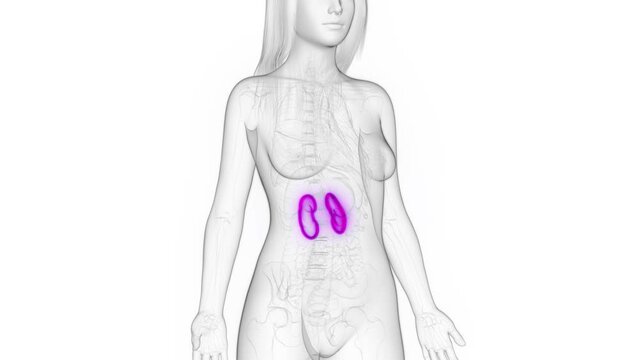 3d rendered medical animation of a woman's kidneys