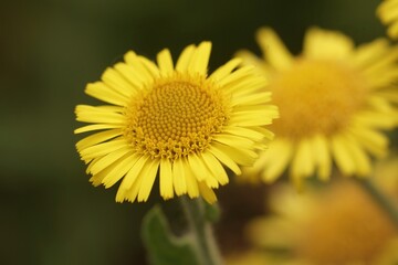 Closeup on a yellow meadow false fleabane, Pulicaria dysenterica flower