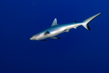 Naklejka na ściany i meble Grey shark ready to attack underwater in the blue