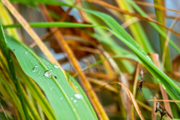 Beautiful water drops after rain on green leaf in sunlight, macro. Many droplets of morning dew outdoor, beautiful round bokeh, selective focus. Amazing artistic image of purity and fresh of nature.
