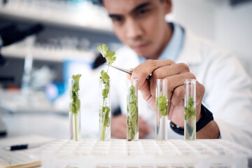 Hands, plant scientist and laboratory test tubes in plant growth research, climate change solution...