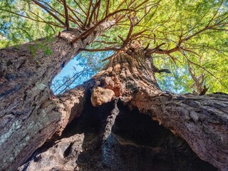 redwood tree