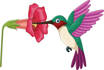 Cartoon hummingbird sipping nectar from flowers © tigatelu