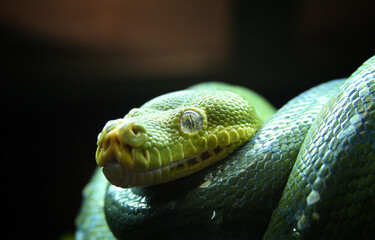 Green tree python close up photography