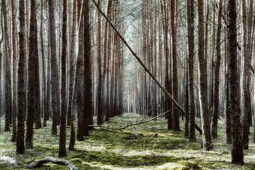 Wald mit schönem Lichteinfall und verträumter Atmosphäre