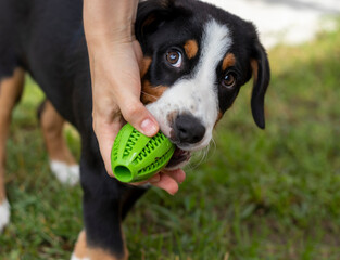 A puppy of the Sennenhund Entlebucher breed studies teams with a ball in a playful way. Training of...