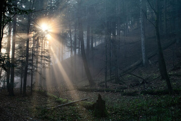 Beautiful morning landscape in the forest, light shining through the fog and trees.