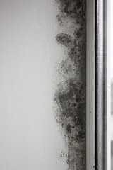 The window slope is covered with fungus. Mold covers the wall from excessive moisture in the room.