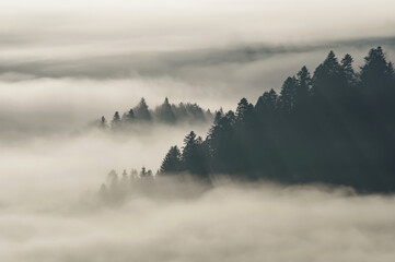 The rays of the sun breaking through the fog, trees in the mountains.