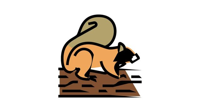 squirrel wild animal color icon animation