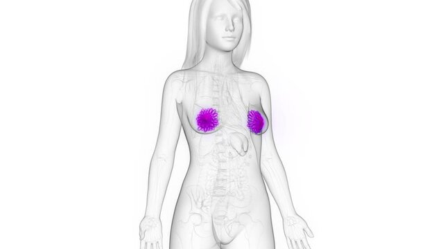 3d rendered medical animation of the female mammary glands