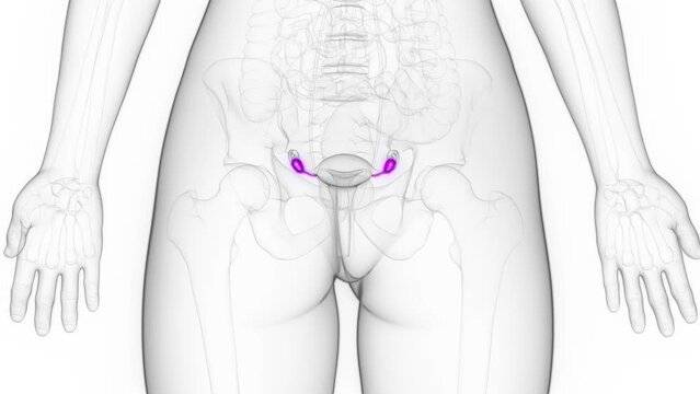 3d rendered medical animation of a woman's ovaries