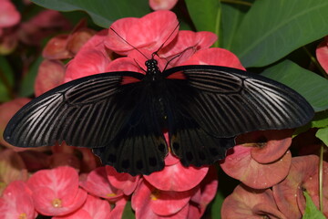 the black butterfly is perched on the flower and sucks the flower essence