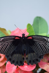 the black butterfly is perched on the flower and sucks the flower essence