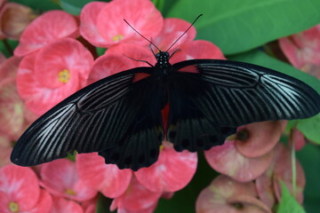 the black butterfly is perched on the flower and sucks the flower essence