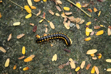 Yellow-spotted millipede (Harpaphe haydeniana) among leaf letter : (pix SShukla)