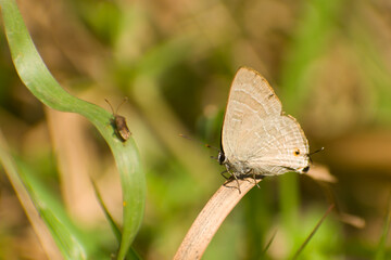 butterfly on a green leaf