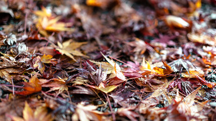 紅葉の落ち葉
