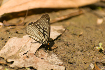 butterfly on the ground
