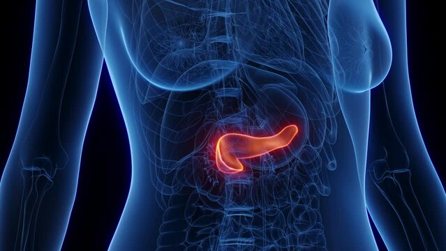 3d rendered medical animation of a woman's pancreas