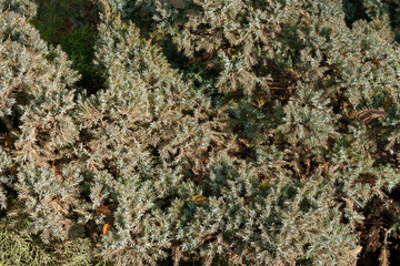 thickets of decorative coniferous trees with blue needles in a city park, on a sunny day