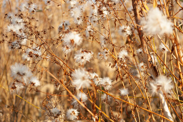 dry shrub with white fluffy flowers, selective focus