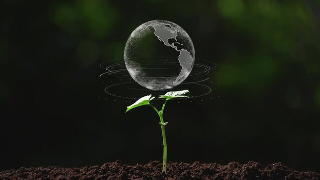  The earth on a small tree with environment ecology sign hologram sustainable clean energy.