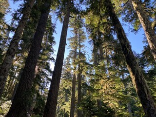 trees in the woods