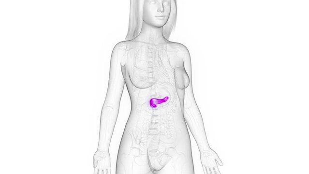 3d rendered medical animation of the pancreas of a healthy woman