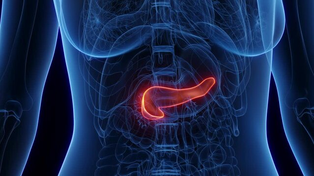 3d rendered medical animation of the pancreas of a woman