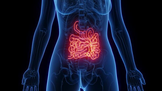 3d rendered medical animation of a woman's small intestine