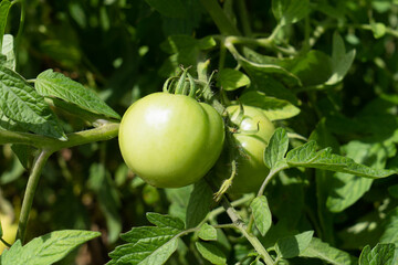 green tomatoes on a branch growing in the garden