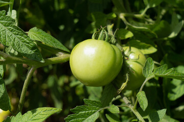 green tomatoes on a branch growing in the garden