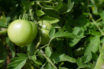 green tomatoes on a branch growing in the garden
