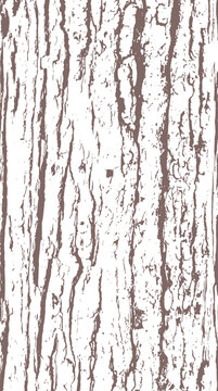 Pine tree bark texture