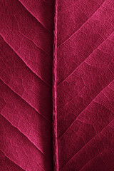 color viva magenta. natural background -burgundy autumn dry leaf with veins close up.
