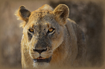 portrait of a lioness