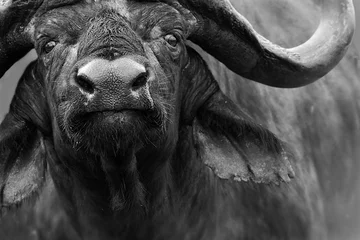 Fotobehang Buffel Boze buffel