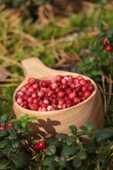 Many ripe lingonberries in wooden cup outdoors
